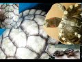 Как лечить грибок/налёт на панцире у красноухих черепах