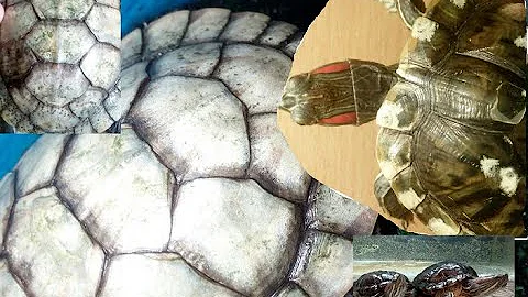 Как лечить грибок/налёт на панцире у красноухих черепах