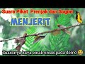 Suara Pikat Sogon Dan Prenjak Menjerit||SUARA PIKAT BURCIL