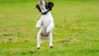 Cocker Spaniel vs Poodle A Comprehensive Guide to Grooming Your Dog