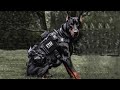 How to Train a Doberman : Dog Tips の動画、YouTube動画。