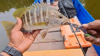 jack pot black bass kaltara ‼️ @purbulungan