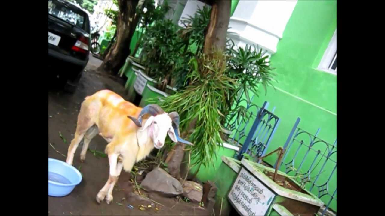 Bakri Id/Eid ul-Adha ( Bakrid ), bakra eid qurbani in 