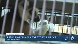 Palm Beach Zoo moves animals to safer habitats ahead of Tropical Storm Isaias