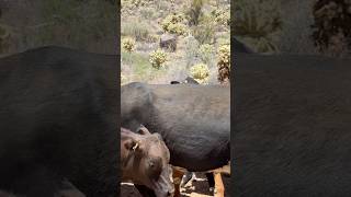 Driving cattle in the old west! #cowboys#cattle#ranching#oldwest#skills