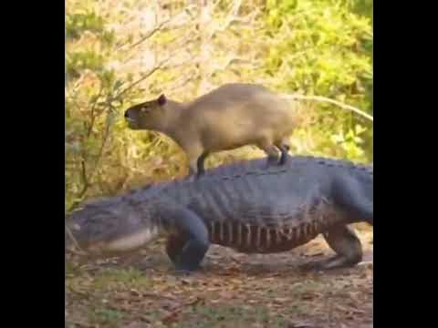 capybara riding on crocodile - YouTube