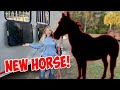 WE GOT A NEW HORSE!