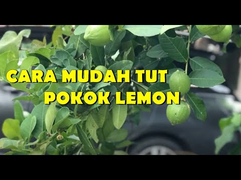 Video: Sebab Pokok Lemon Tidak Mekar: Membaiki Pokok Lemon Tidak Berbunga