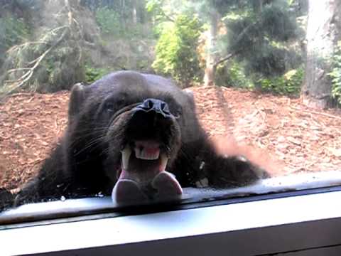 Video: Der Edinburgh Zoo Benennt Vielfraß Zu Ehren Von Wolverine Um