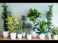 Комнатные (домашние) растения для гармонизации пространства. Какой энергетикой обладают цветы