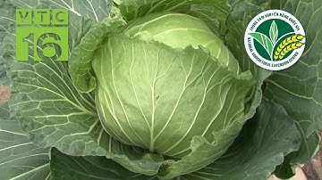 Xuất hiện giống bắp cải siêu to, siêu năng suất | VTC16
