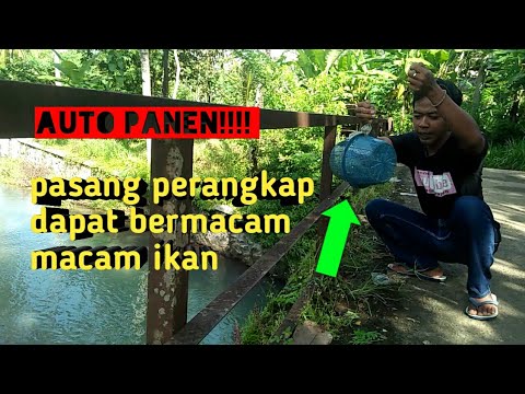 Macam Sawah Macam Ikan