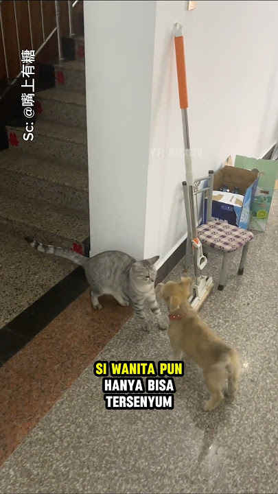 Anjing tetangga ini berkunjung ke rumah untuk bermain dengan kucingnya