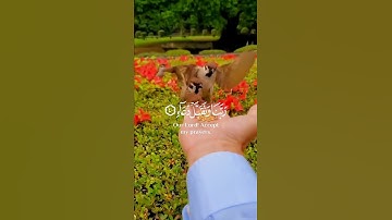 ربنا وتقبل دعاء ❤ حالات واتس اب قران 💚تلاوة خاشعة 💙 Quran Status 💜 اية قرانية قصيره