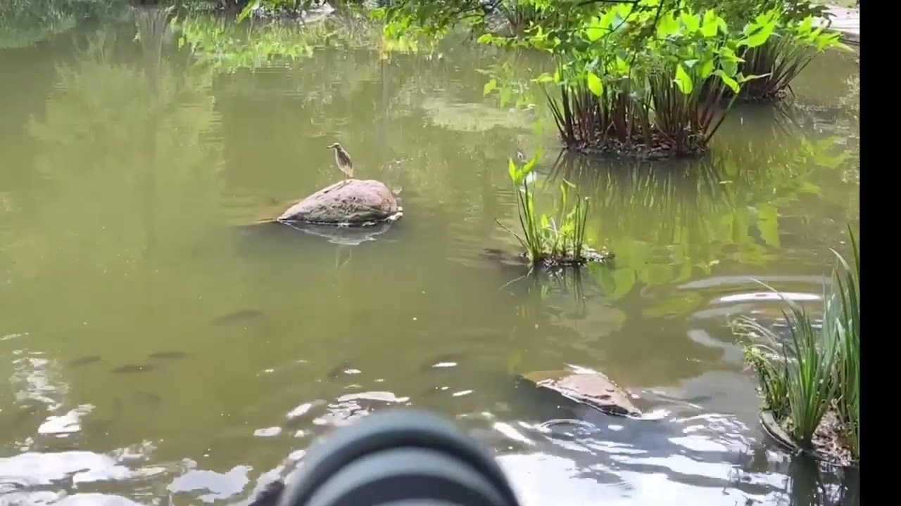 Lightdow 420-800mm f/8.3 Manual Zoom Super Telephoto link in description