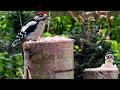 Close up 4K footage Male great spotted woodpecker with fledgling