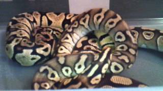 Famous Diffrence between Pastave and Mojave Net Worth