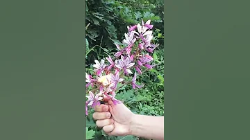Ясенец: Красивое, но опасное растение