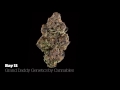 2016 U.S. Cannabis Cup & Carnival: Sativa Flower Entries