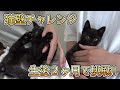 猫壁チャレンジに世界１位のアホ寝相な仔猫が挑戦してみました！【アホかわいい】【保護猫・黒猫】
