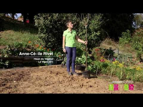 Vidéo: Prunes Gage transparentes dorées : Comment faire pousser des arbres Gage transparents dorés