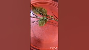 12 अगस्त सावन  सोमवार की अष्टमी के उपाय पंडित प्रदीप मिश्रा जी