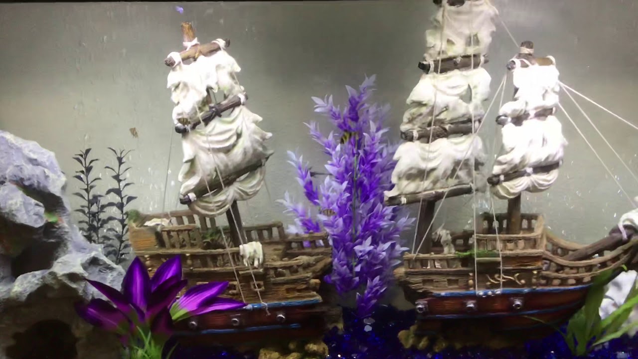 Marineland 60 gallon tank setup YouTube