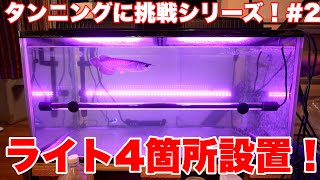 【タンニングに挑戦シリーズ！#2】タンニング設備設置するよ！　#アロワナ #高級魚 #aquarium #アクアリウム #大型魚 #アジアアロワナ #アロワナ #古代魚 #紅龍