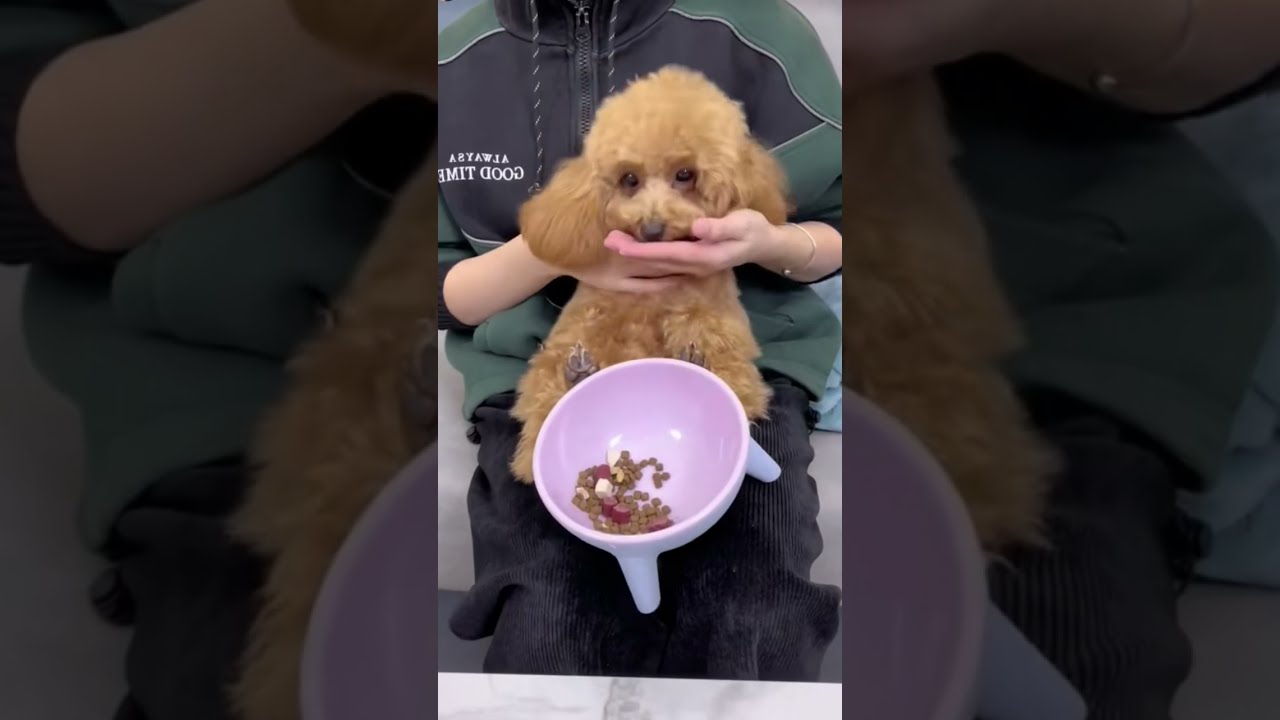 Puppy Mealtime Fun! Watch the Furry Trio Enjoy Their Favorite Food 