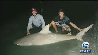 More shark sightings on the Treasure Coast