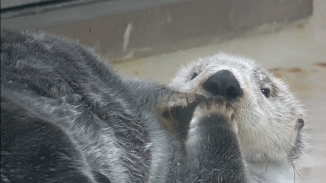 【ラッコ】【入眠用】キラちゃん良い夢を