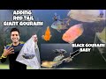 Black gaint gourami  red tail gaint gourami baby  adding new fish to 5 feet aquarium collection