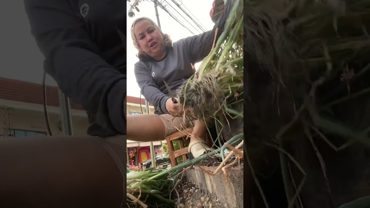 ต้นหอมกอใหญ่มาก