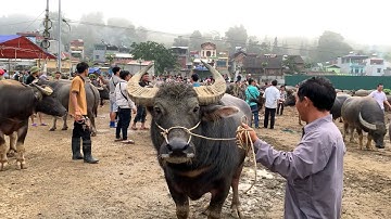 MỚI NHẤT THÁNG 10/2023 || GIÁ TRÂU VÙNG CAO - BẮC HÀ