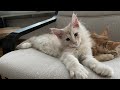 Моя маленька мавпочка (little cute monkey). Eight week old Maine Coon kitten.