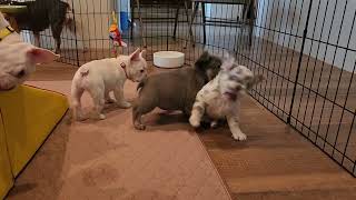 Best of Friends French Bulldog puppies #frenchbulldog #frenchie #frenchbulldogpuppy #puppy