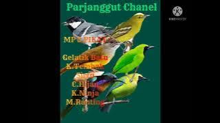 Suara sirtu,C.ranting,C.Kuning,K.tembak,K.ninja,Gelatik batu Pasti dijamin dapat