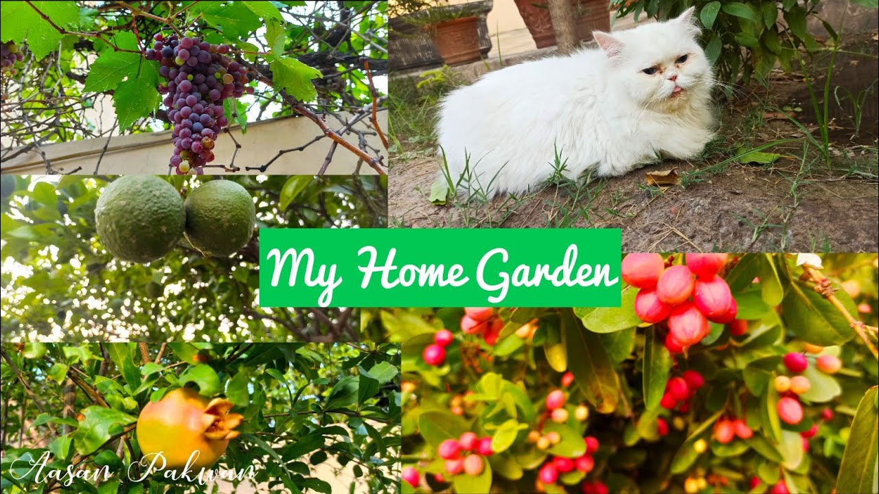 My Home Garden | Kitchen Gardening | Kitchen Gardening Ideas | Cute Cat