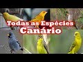 Todas Espécies de canários