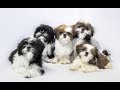 Top 10 facts about Shih Tzu(Shih Tzu Dog Breed Information)
