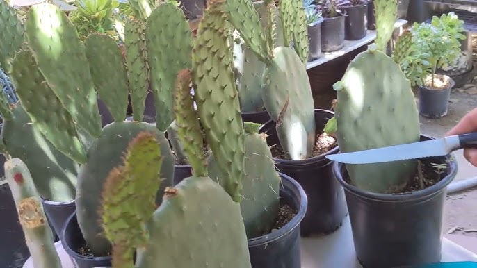 Cactus easy peeler.pelador de nopales facil. Guerrero