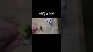 브로콜리 먹는 두배멍멍이들