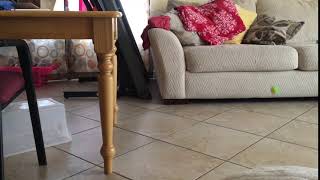 Famous Level 1 : Light Ball Reference Video Wealth