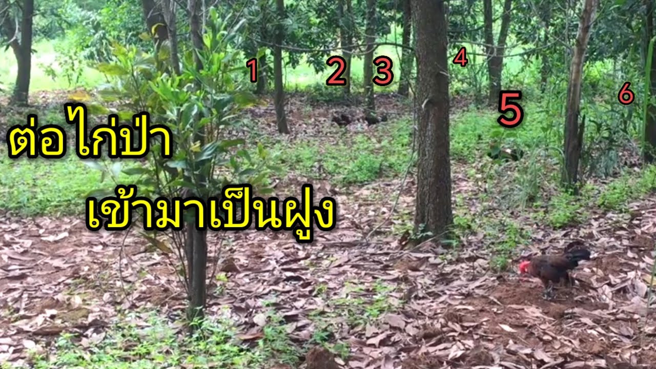 ต่อไก่ป่า เข้ามาวนเป็นฝูง
