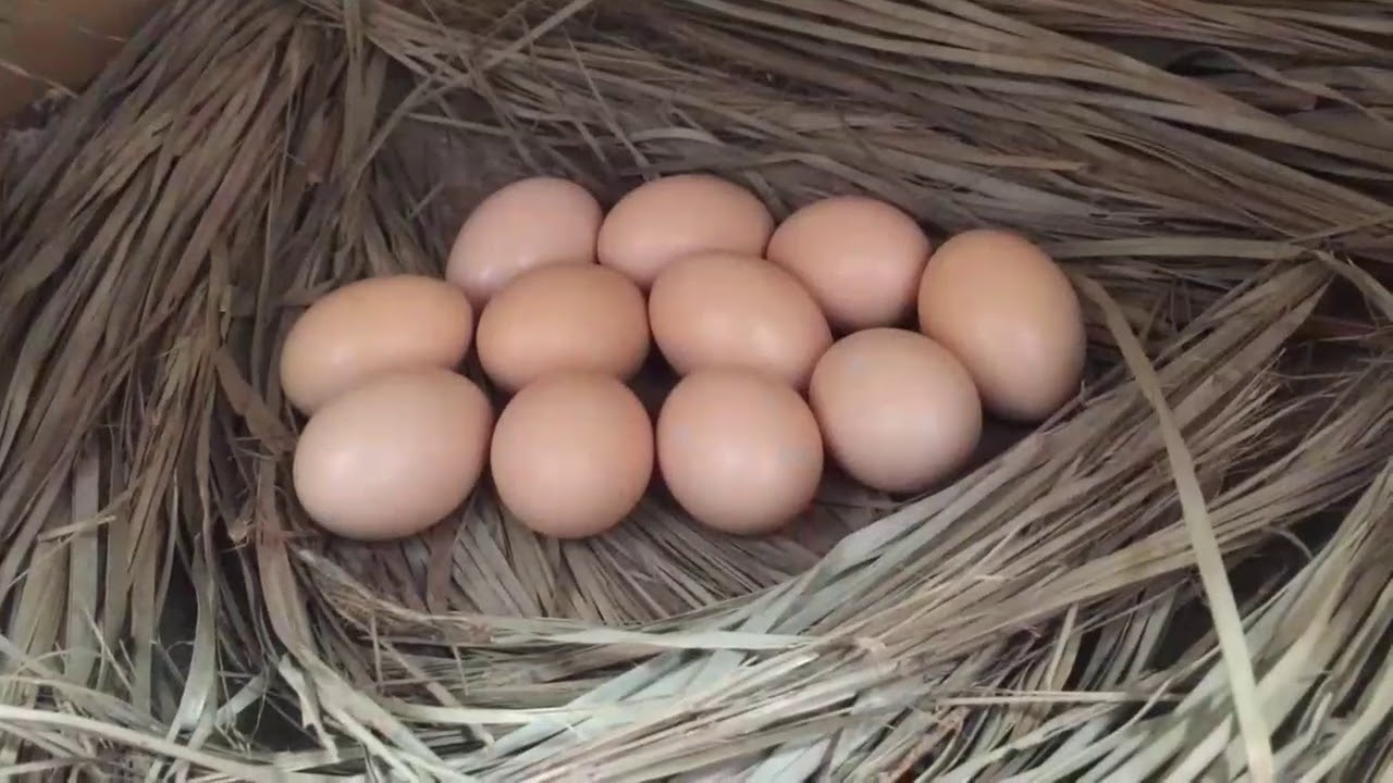 Best way to hatch Eggs. kadaknath ( karinkozhi) chicken eggs , 21 Days