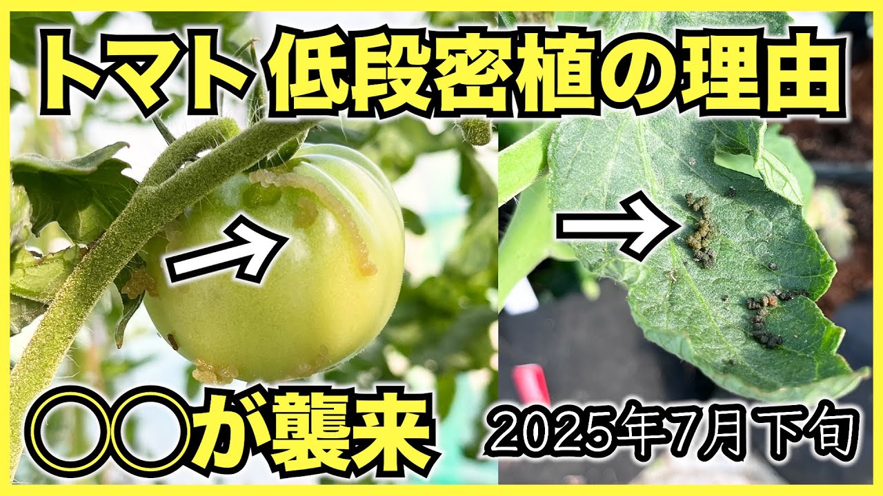 トマト　(来年まで低浮上) ミニトマト】低段密植栽培をする理由と害虫被害【2025年7月下旬