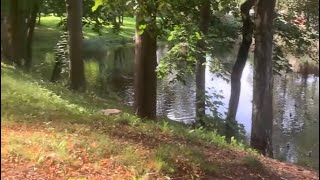 видео: Rigas Detektivu Agentura TV идем по железной дороге в осенний парк на ж/д станции Засулаукс. Смотрим картинка: Rigas Detektivu Agentura TV идем по железной дороге в осенний парк на ж/д станции Засулаукс. Смотрим