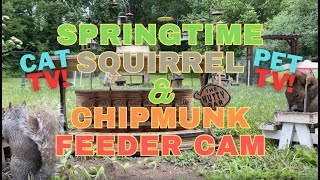 Pet TV: Springtime Squirrels, Chipmunks and Birds Day 6 CAT TV