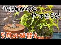 【盆栽初心者】伸び放題をリカバリー!モミジの5月のお手入れ。葉刈り、植替え。