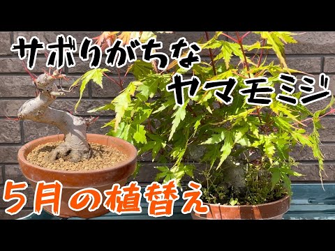 Bonsai for Beginners] Recovering an Overgrown Maple! May